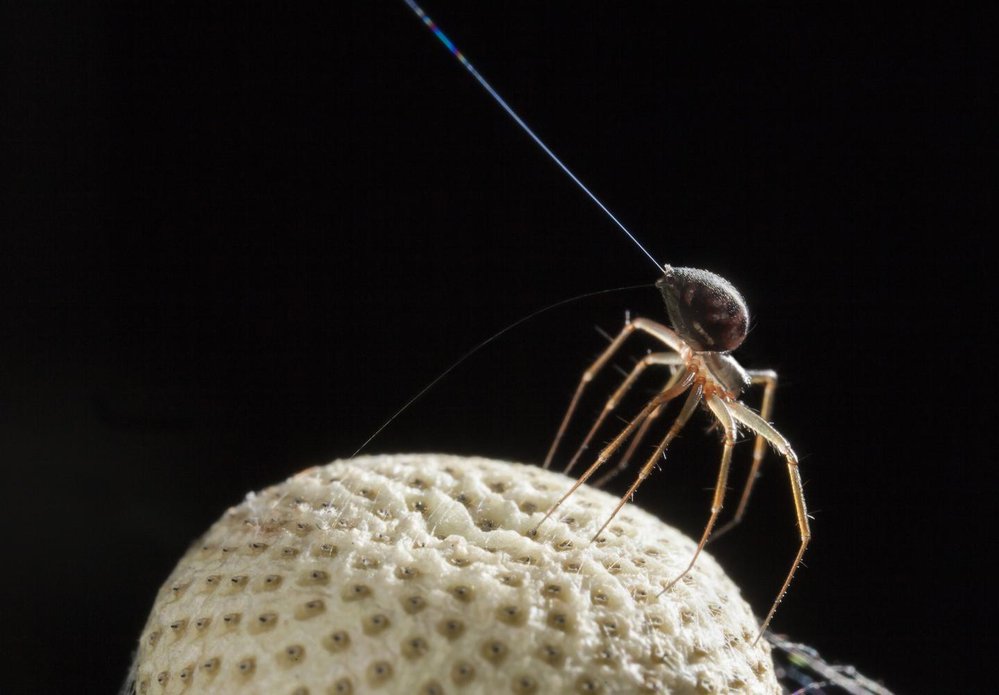 Pavouk vypouští vlákno a čeká, až ho elektrické pole dostane do vzduchu