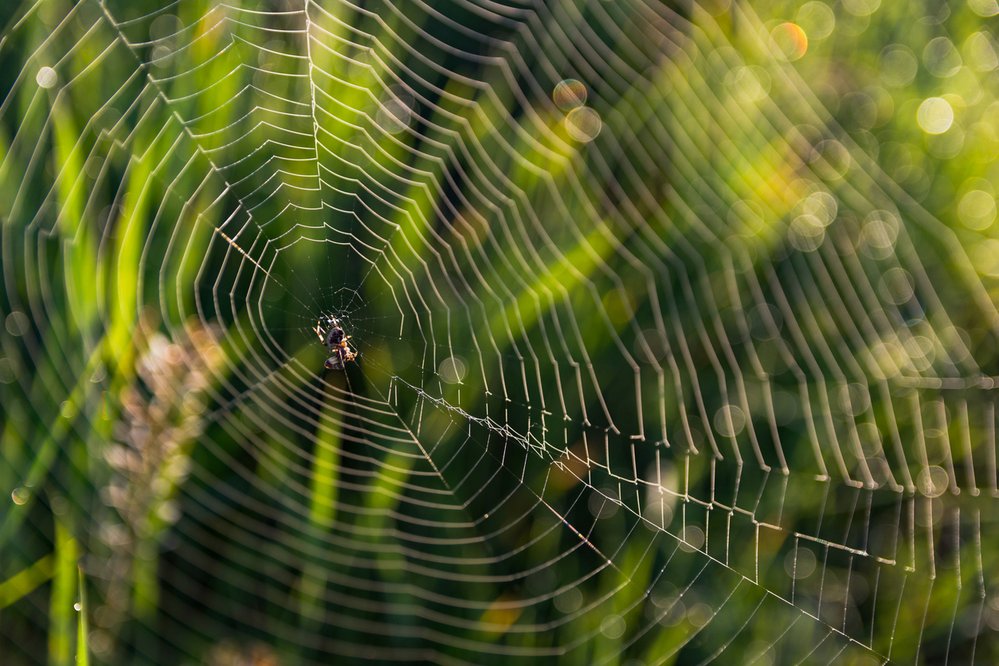 Pavouci se vznášejí do vzduchu díky elektrickému poli