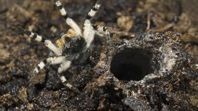 Slíďák tatarský (Lycosa singoriensis)