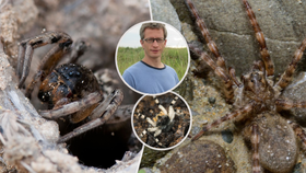Slíďák tatarský (Lycosa singoriensis)