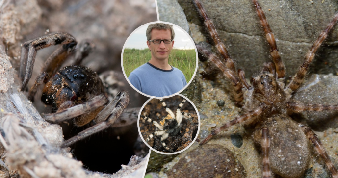 Slíďák tatarský (Lycosa singoriensis)