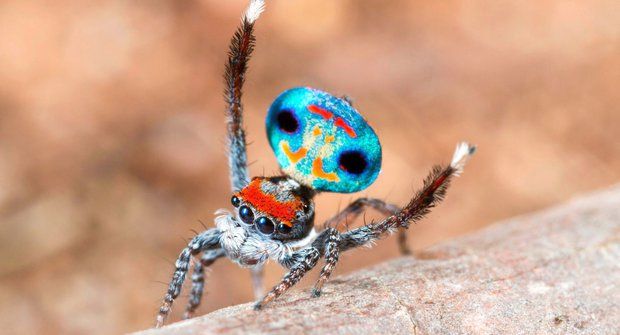 Nejkrásnější pavouci
