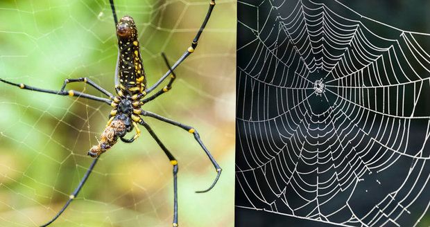 V Mexiku objevili nový druh obřího pavouka, měří 23 centimetrů