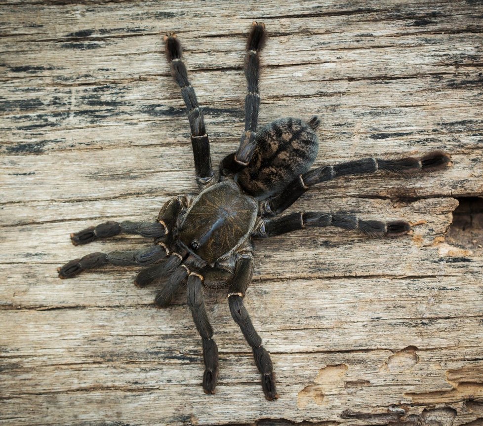 Tarantule.