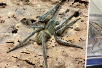 Prodavači našli nejnebezpečnějšího pavouka na světě: Přijel v krabici banánů