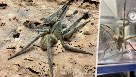 Jeden z nejnebezepečnějších pavouků světa Phoneutria depilata