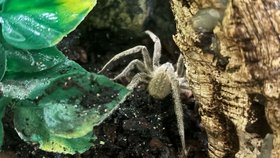 Jeden z nejnebezepečnějších pavouků světa Phoneutria depilata