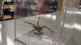 Jeden z nejnebezepečnějších pavouků světa Phoneutria depilata