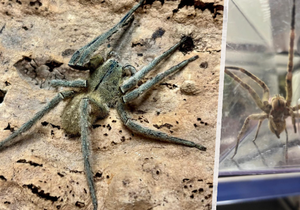 Jeden z nejnebezepečnějších pavouků světa Phoneutria depilata