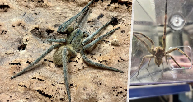 Prodavači našli nejnebezpečnějšího pavouka na světě: Přijel v krabici banánů