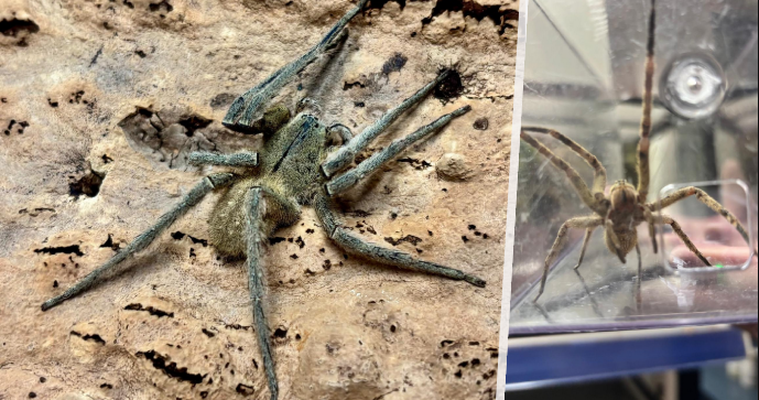 Jeden z nejnebezepečnějších pavouků světa Phoneutria depilata