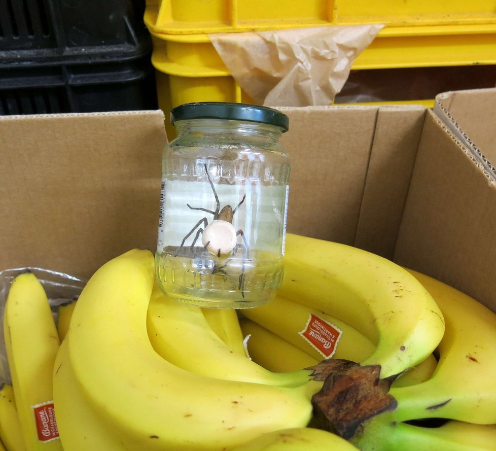 Pavouk dorazil do marketu v Třemešné u Plzně v bedně s banány.