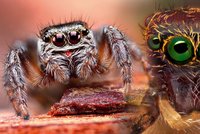 Záběry, které nahánějí hrůzu: Pohlédněte pavoukovi do očí!