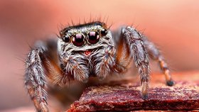 Tento pavouk vás svým pohledem zhypnotizuje