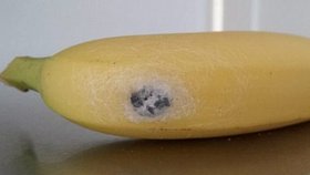 Žena z Walesu našla v banánech hnízdo smrtelně jedovatých brazilských pavouků