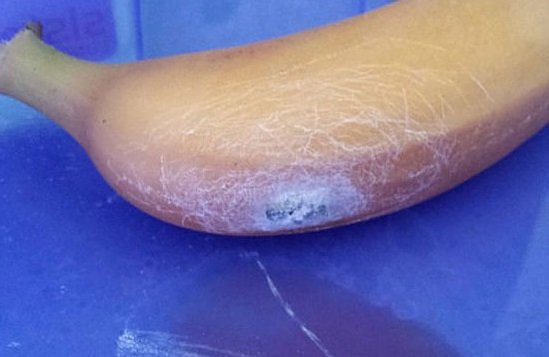 Žena z Walesu našla v banánech hnízdo smrtelně jedovatých brazilských pavouků