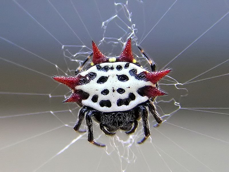 Pavouk, který připomíná postavu z Pátku třináctého