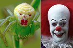 Tenhle pavouk vypadá jako klaun z hororového snímku podle předlohy mistra strachu Stephena Kinga