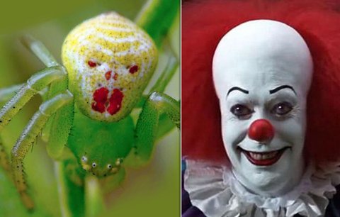 Bojíte se pavouků? Tenhle vás vyděsí! Vypadá jako klaun z hororu To!