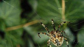 Dokázali by pavouci sežrat celé lidstvo?