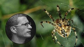 Dokázali by pavouci sežrat celé lidstvo?
