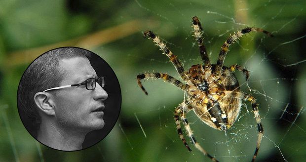 Pavouci by mohli sežrat do roka celé lidstvo, tvrdí studie. Na metru jich žijí stovky