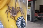 Prodejna Penny v Rakousku byla zavřena poté, co zde byl spatřen jedovatý pavouk z Jižní Ameriky.