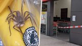 V rakouském supermarketu našli jedovatého pavouka: Jeho kousnutí způsobuje permanentní erekci