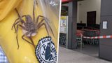 V rakouském supermarketu našli jedovatého pavouka: Jeho kousnutí způsobuje permanentní erekci