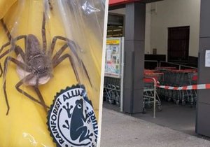 Prodejna Penny v Rakousku byla zavřena poté, co zde byl spatřen jedovatý pavouk z Jižní Ameriky.