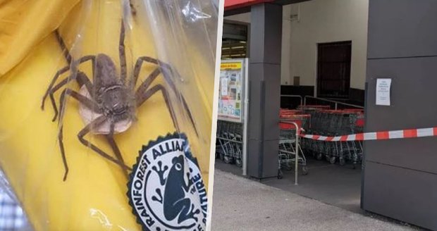 V rakouském supermarketu našli jedovatého pavouka: Jeho kousnutí způsobuje permanentní erekci