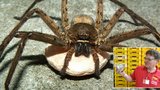V bedně s banány našli pavouka z Karibiku: Chránil kokon s vajíčky