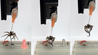 VIDEO: Mrtví pavouci ožívají pomocí vědy. Nekroboti pomohou s mikroelektronikou