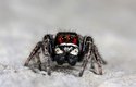 Pacvouci skákavky (Salticidae) jsou nejpočetnější čeledí pavouků na světě