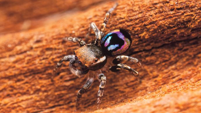 Pacvouci skákavky (Salticidae) jsou nejpočetnější čeledí pavouků na světě