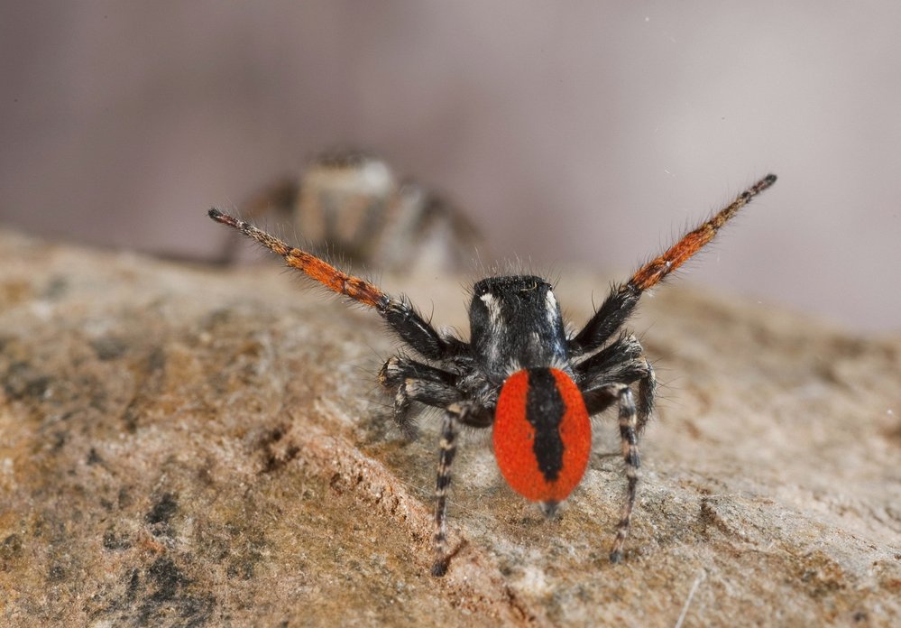 Pacvouci skákavky (Salticidae) jsou nejpočetnější čeledí pavouků na světě