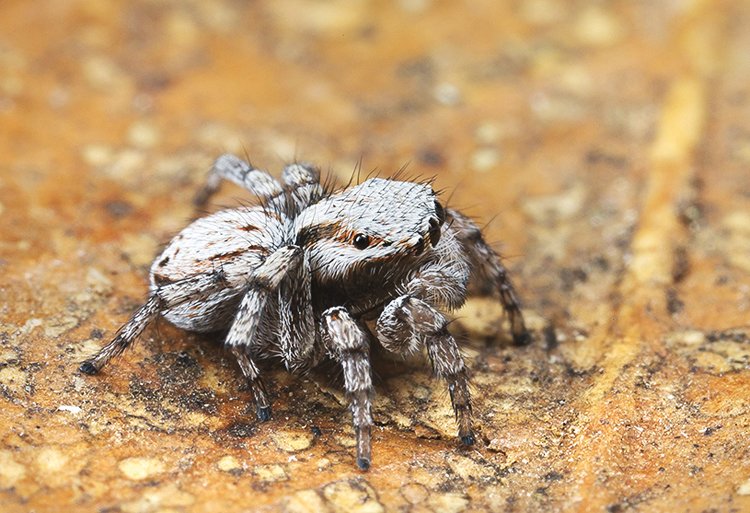 Pacvouci skákavky (Salticidae) jsou nejpočetnější čeledí pavouků na světě