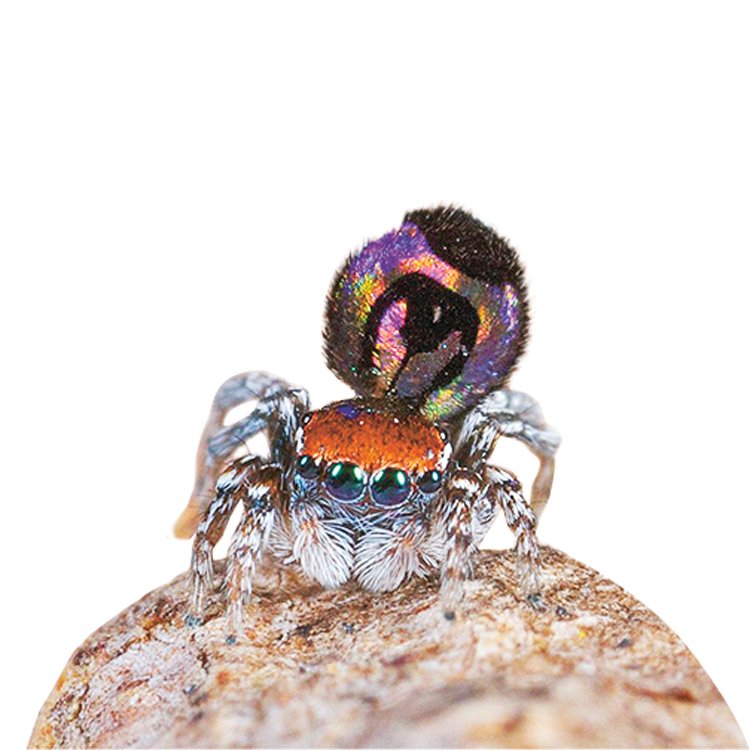 Pacvouci skákavky (Salticidae) jsou nejpočetnější čeledí pavouků na světě