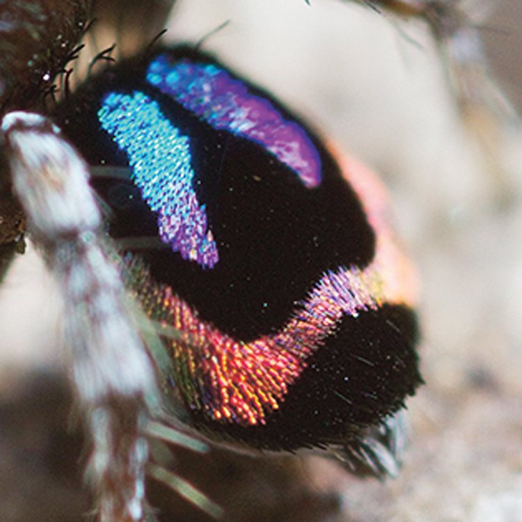 Pacvouci skákavky (Salticidae) jsou nejpočetnější čeledí pavouků na světě