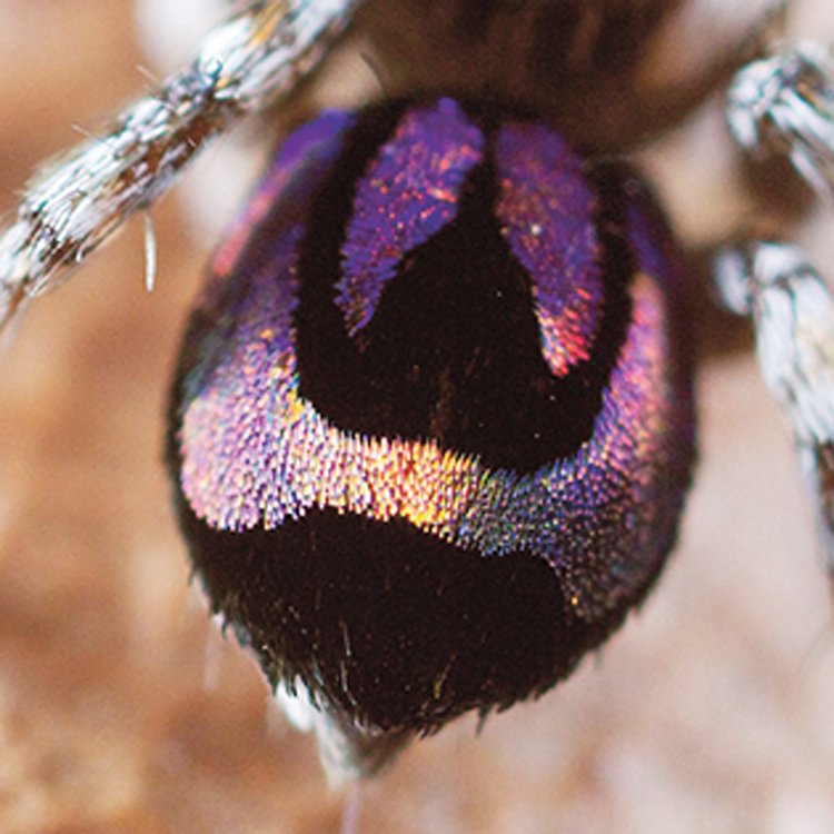 Pacvouci skákavky (Salticidae) jsou nejpočetnější čeledí pavouků na světě