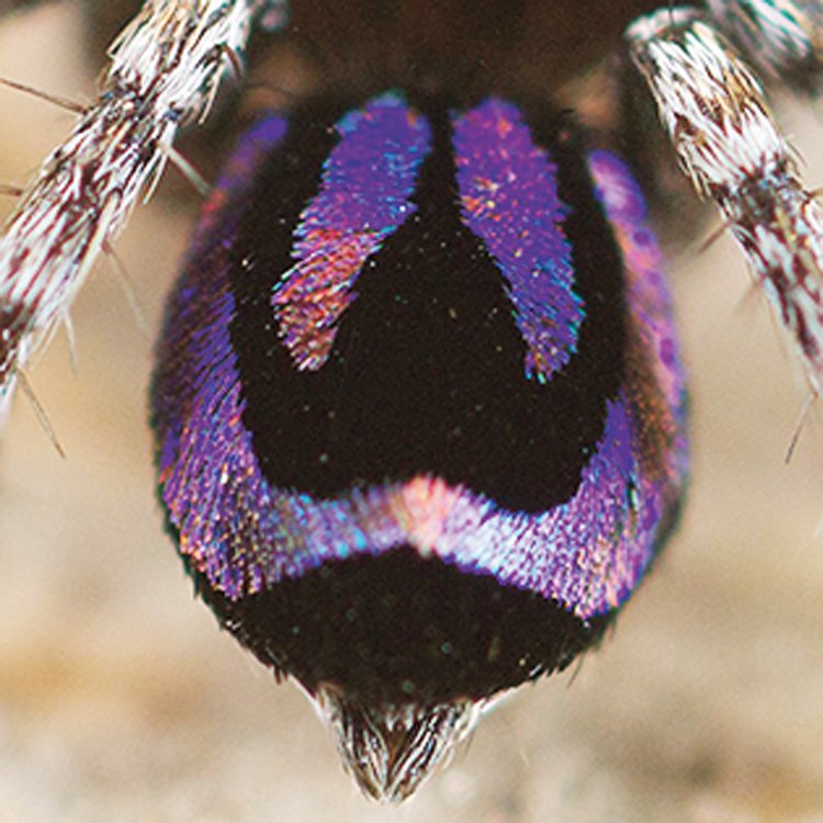 Pacvouci skákavky (Salticidae) jsou nejpočetnější čeledí pavouků na světě