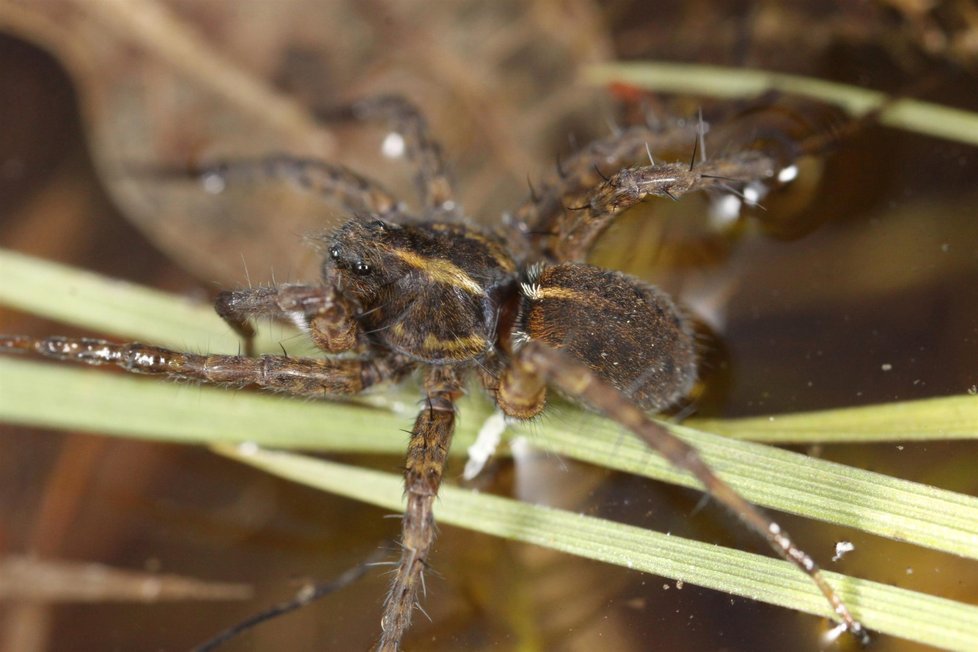 Na Kozmických ptačích loukách na Opavsku našli pavouka z druhu slíďáků, který se jinak u nás nevyskytuje.