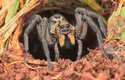 Pavouci slíďáci patří Mezi největší druhy pavoukům