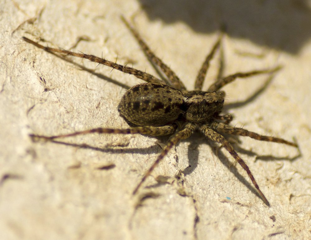 Pavouci slíďáci patří Mezi největší druhy pavoukům