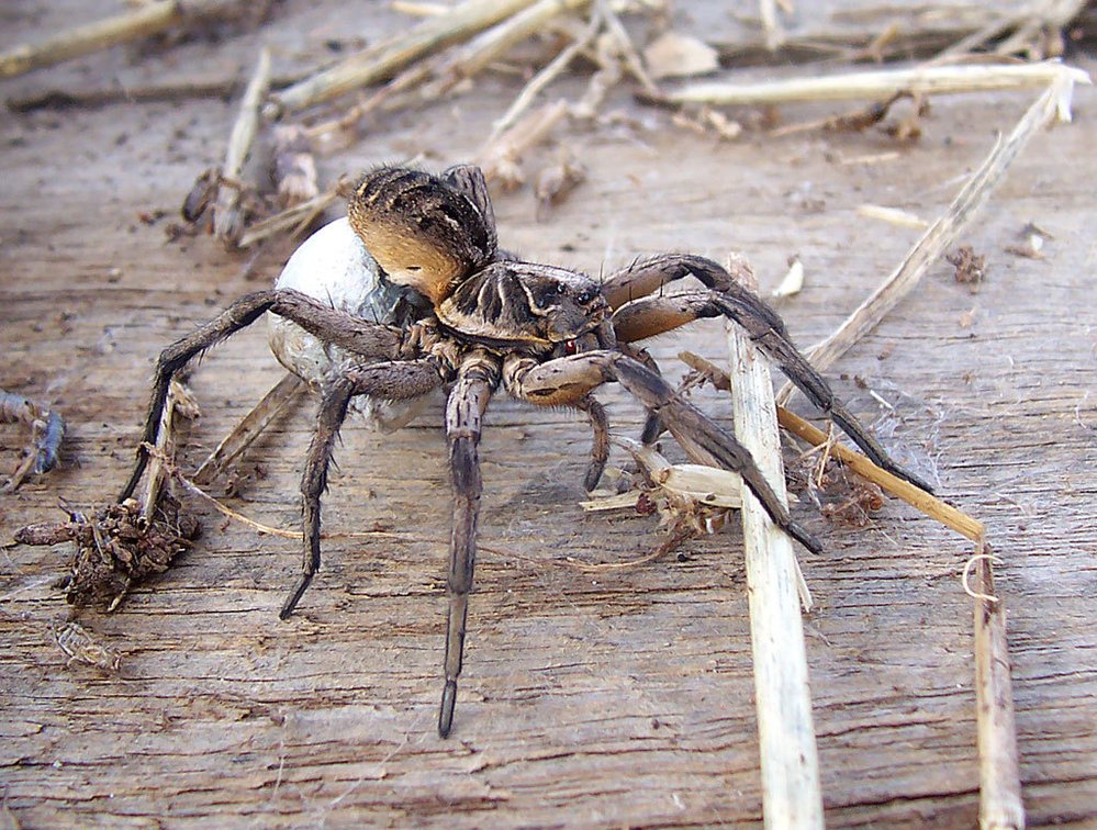 Pavouci slíďáci patří Mezi největší druhy pavoukům