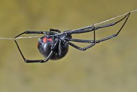 Desítky smrtelně jedovatých pavouků v Česku: Černé vdovy přicestovaly v bedně s laserem
