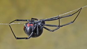 Desítky smrtelně jedovatých pavouků v Česku: Černé vdovy přicestovaly v bedně s laserem