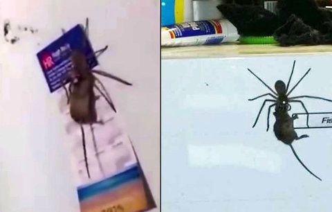 Děsivý souboj v kuchyni u lednice. Obří pavouk přemohl velkou myš