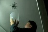 Legrační hon na obrovského pavouka!