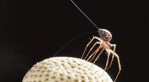 Pavouci vzduchoplavci: Babí léto využívá elektřinu